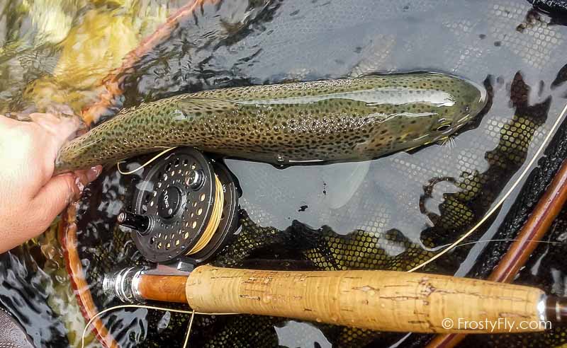 Mayfly Dry tied with our Realistic Mayfly Bodies