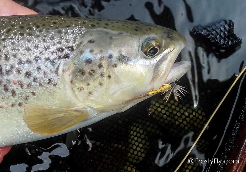Mayfly Dry tied with our Realistic Mayfly Bodies