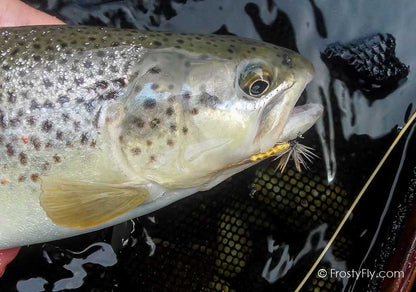 Mayfly Dry tied with our Realistic Mayfly Bodies