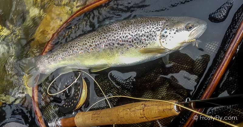 Mayfly Dry tied with our Realistic Mayfly Bodies