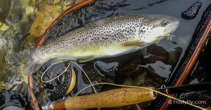 Mayfly Dry tied with our Realistic Mayfly Bodies