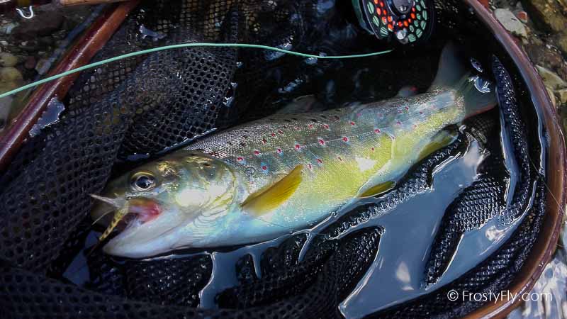 Mayfly Dry tied with our Realistic Mayfly Bodies