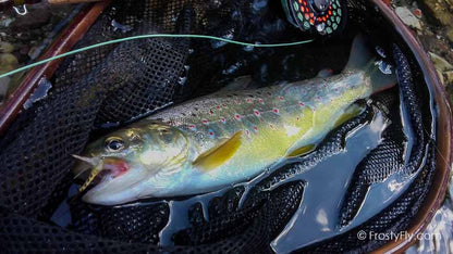 Mayfly Dry tied with our Realistic Mayfly Bodies