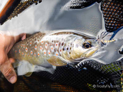 Mayfly Dry tied with our Realistic Mayfly Bodies