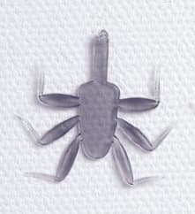 Realistic Soft Mayfly Nymph Legs