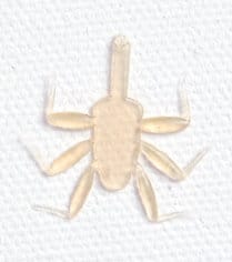 Realistic Soft Mayfly Nymph Legs