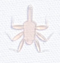 Realistic Soft Mayfly Nymph Legs