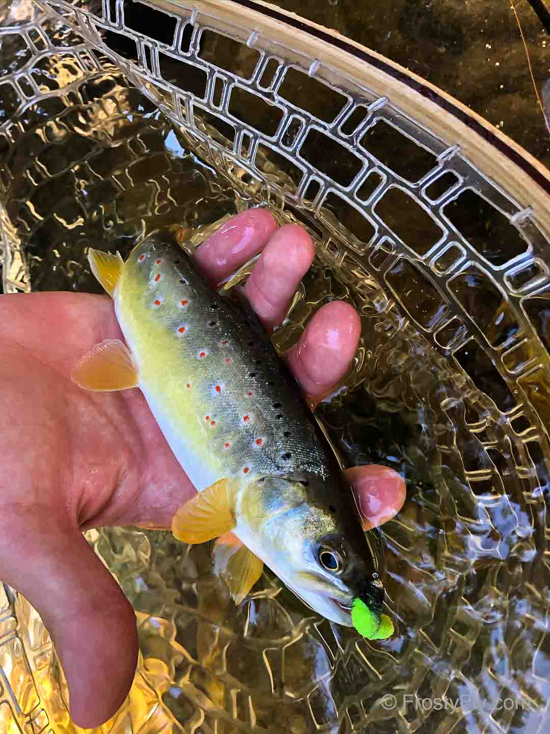 Trout can't resist the Mop Fly
