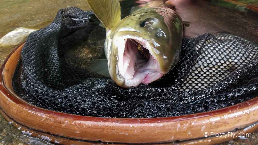 Our Realistic Dragonfly Larvae in Action!