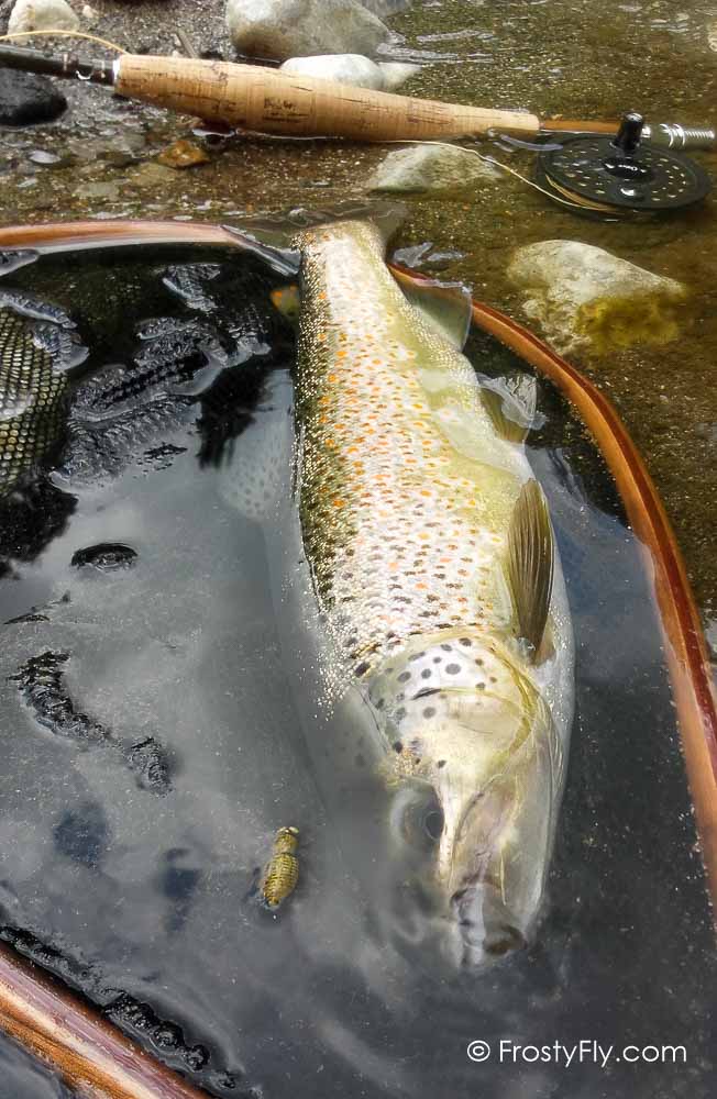 Our Realistic Dragonfly Larvae in Action!