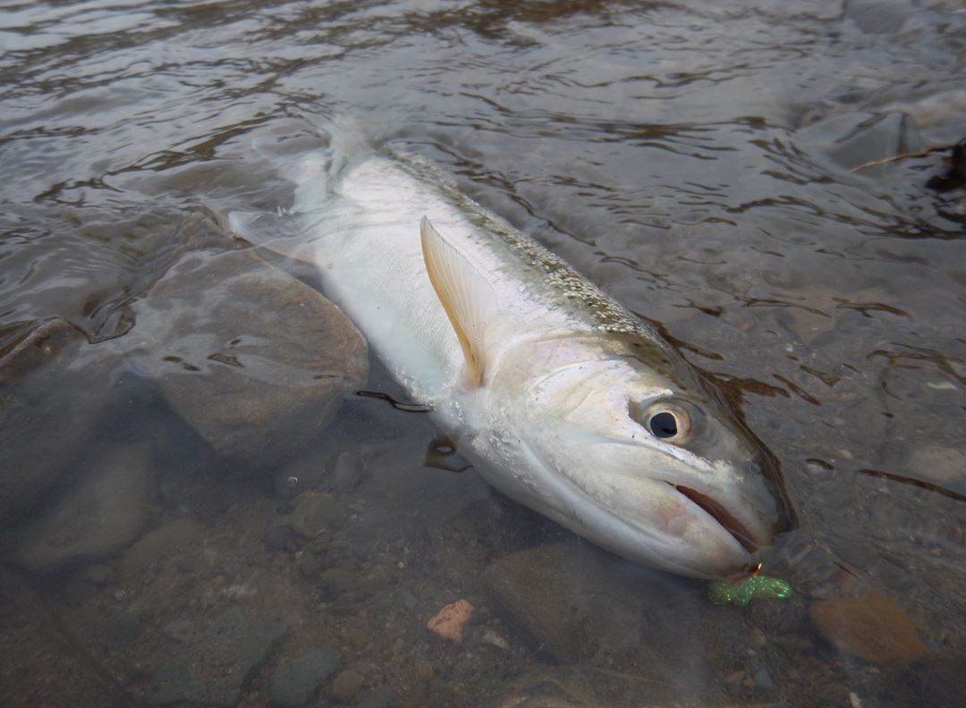 Our Sucker Spawn Fly in action