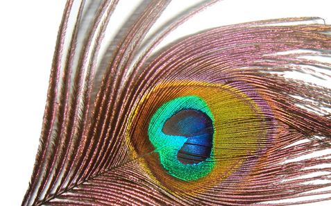 Quill Sulphur Parachute tied by Jim Misiura