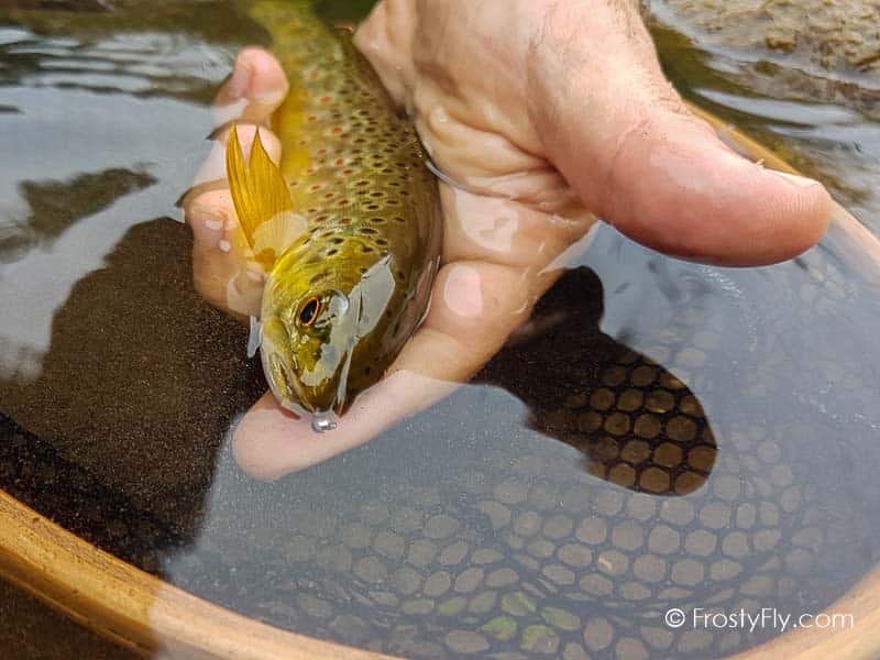 Pink Perdigon Jig Barbless in action