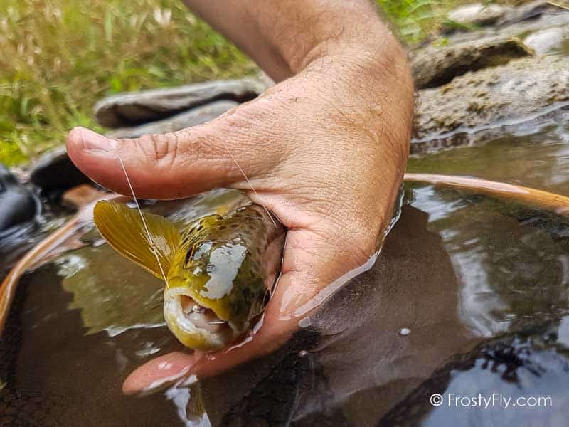 Pink Perdigon Jig Barbless in action