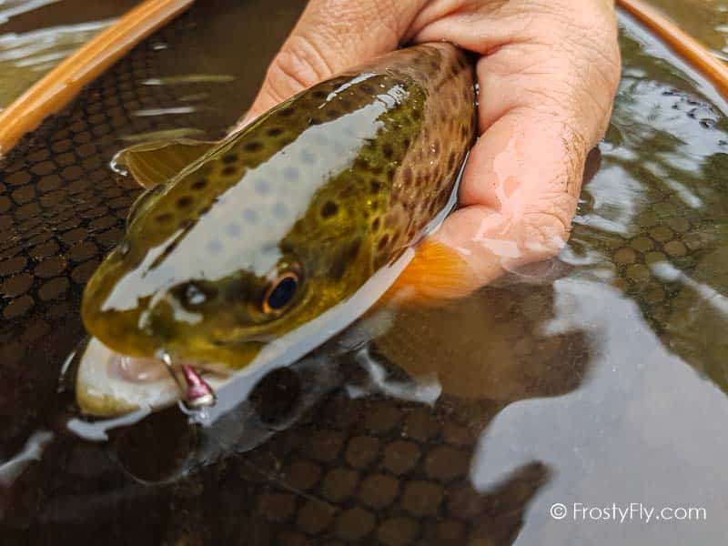 Pink Perdigon Jig Barbless