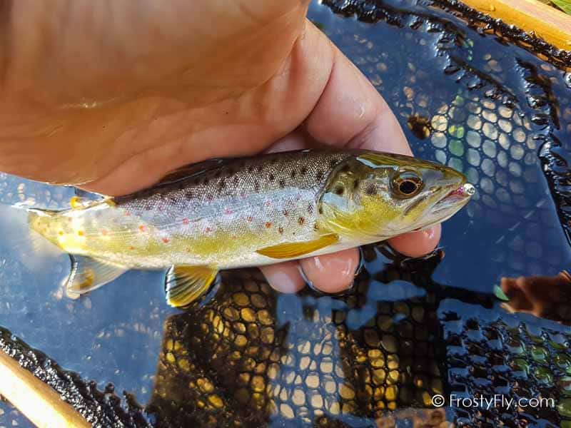 Steelhead on a Pink Perdigon Nymph