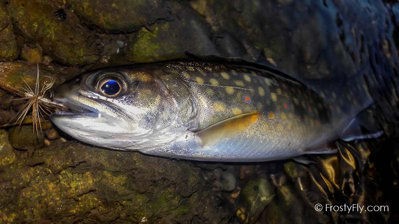 Realistic Caddis Dry II in Action