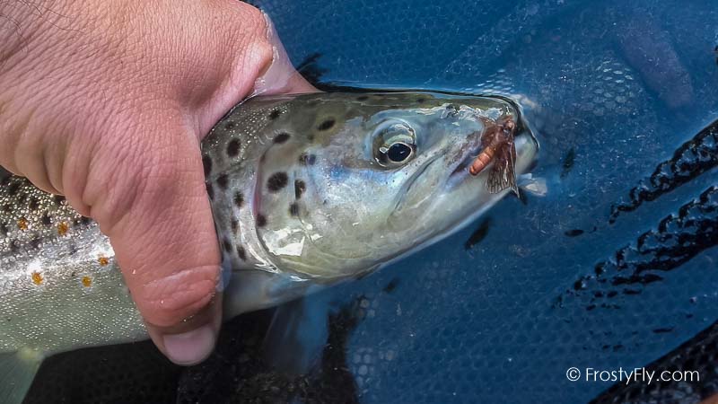 Realistic Caddis Dry II in Action