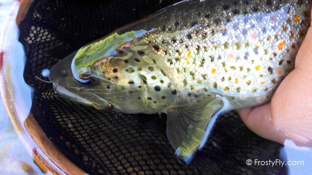 Realistic Caddis Larvae Weighted with Silicone Legs - In Action!