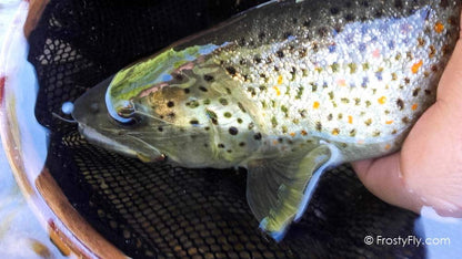 Realistic Caddis Larvae Weighted with Silicone Legs - In Action!