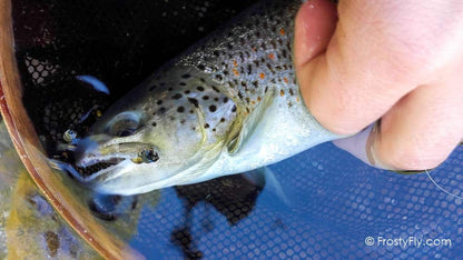 Realistic Caddis Larvae Weighted with Silicone Legs - In Action!