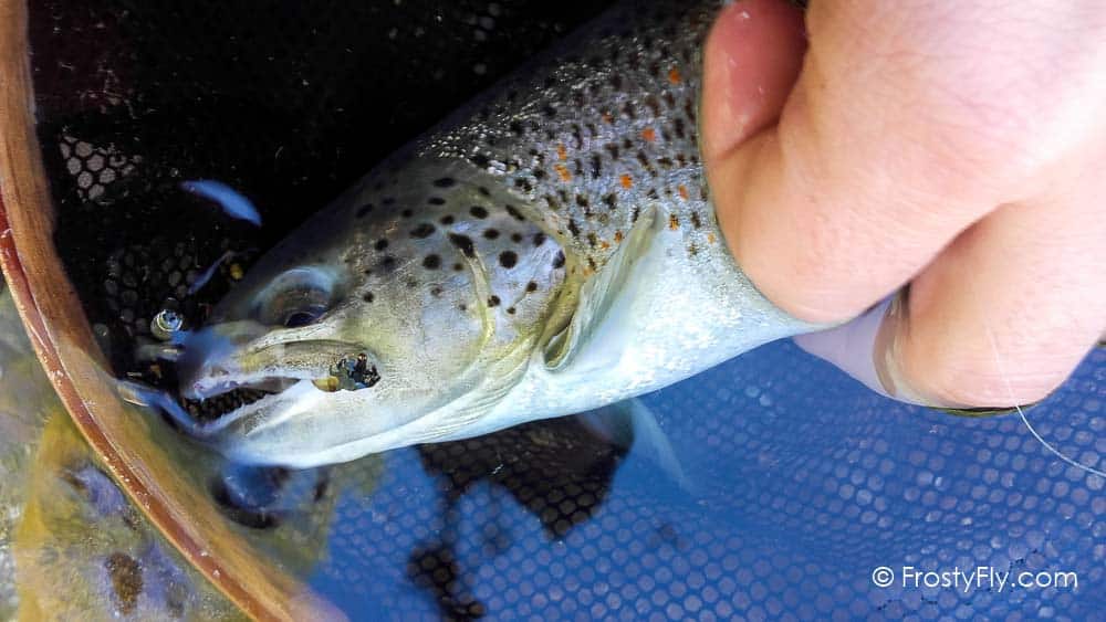Realistic Caddis Larvae Weighted with Silicone Legs - In Action!