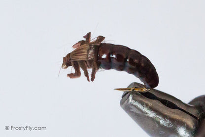 Realistic Caddis Larvae, Weighted, with Silicone Legs