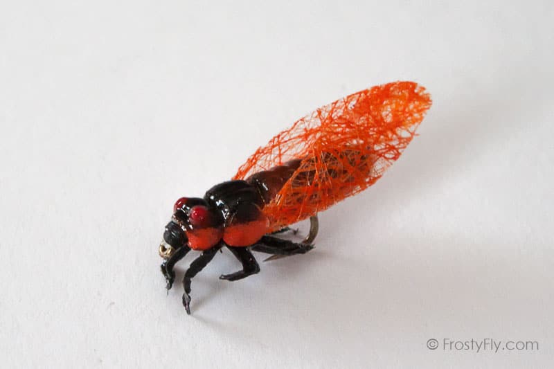 Realistic Cicada Fly