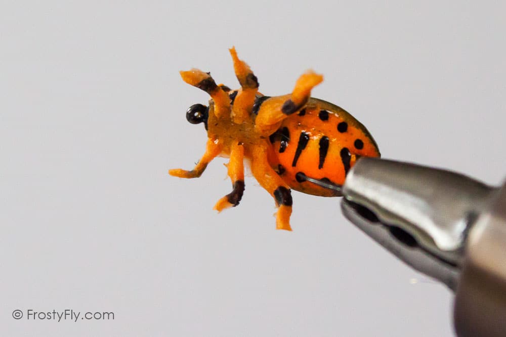 Realistic Colorado Potato Beetle Fly
