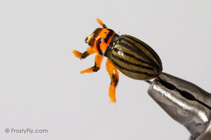 Realistic Colorado Potato Beetle Fly