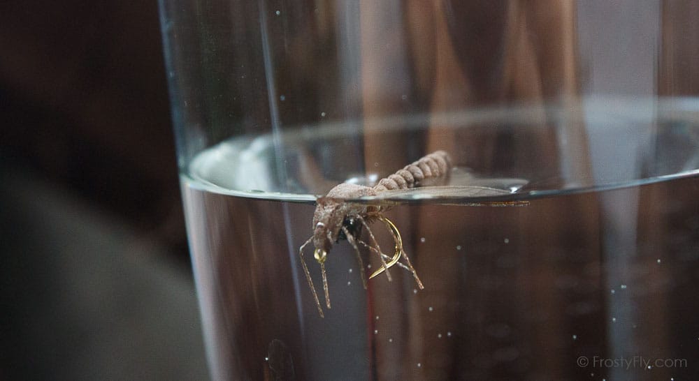 Realistic Crane Fly