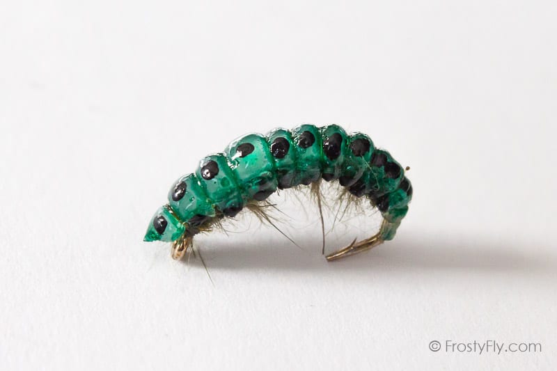 Realistic Curved Sawfly Larva Fly