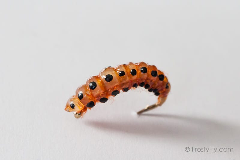 Realistic Curved Sawfly Larva Fly