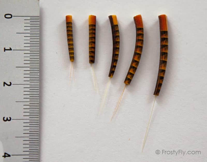 Realistic Extended Mayfly Bodies