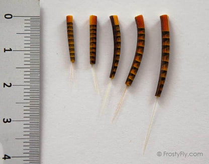 Realistic Extended Mayfly Bodies