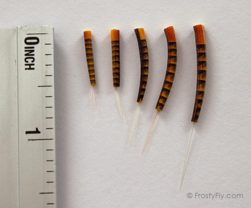 Realistic Extended Mayfly Bodies – Frosty Fly