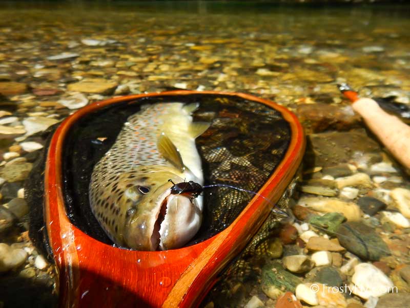 Realistic Firefly in Action