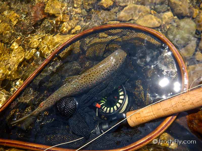 Realistic Firefly in Action