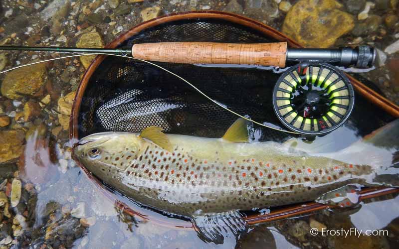 Realistic Firefly in Action