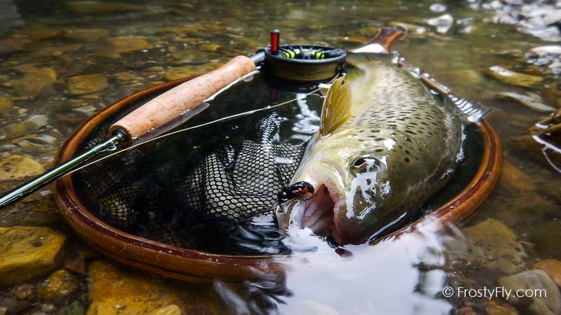 Realistic Firefly in Action