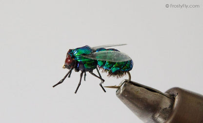 Realistic Green Bottle Fly
