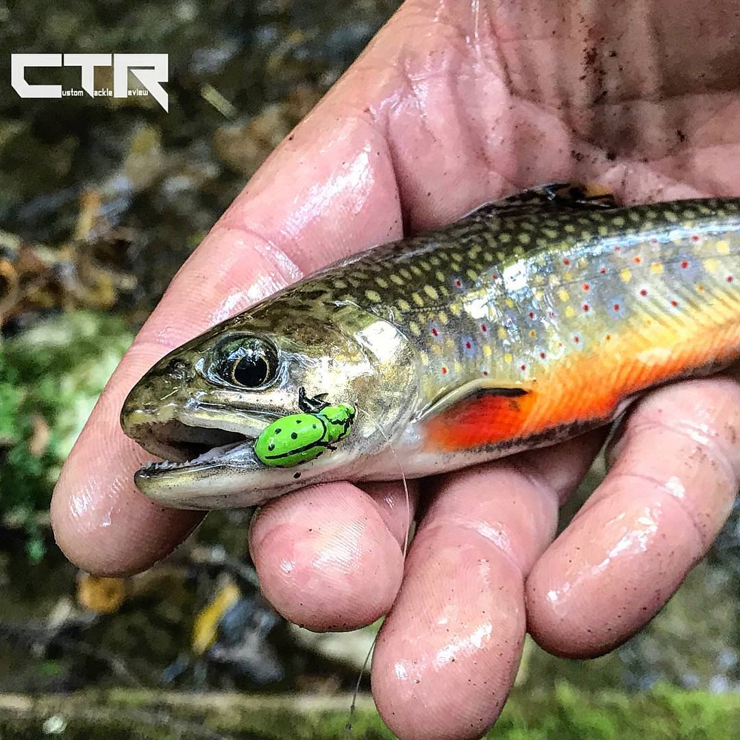 Realistic Green Ladybug Fly