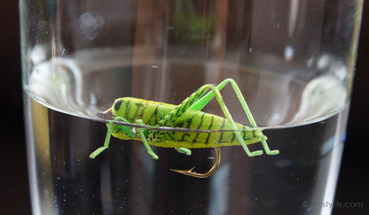 Realistic Grasshopper - floating in the water