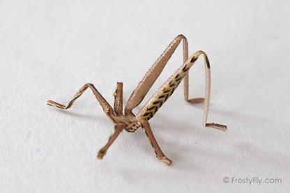 Realistic Hopper Legs 3D -Tan