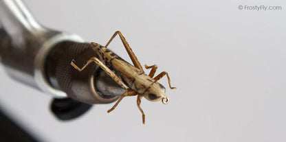 Realistic Hopper - Yellow-Brown