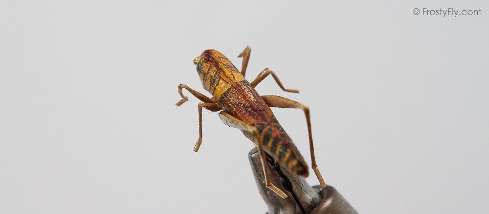 Realistic Hoppers - Grasshoppers