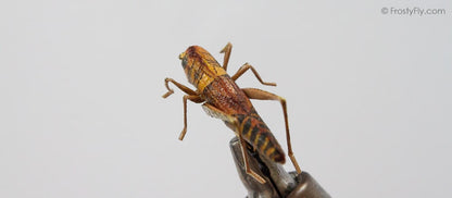 Realistic Hoppers - Grasshoppers