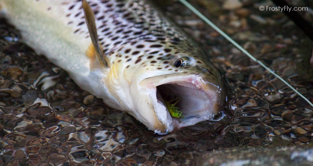 Realistic Grasshopper fly in Action