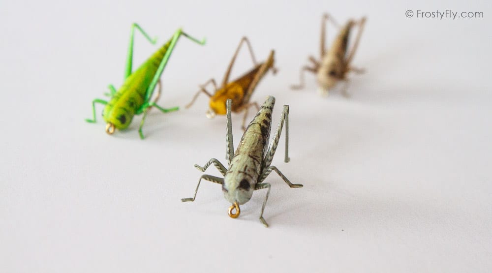 Realistic Grasshopper - floating in the water