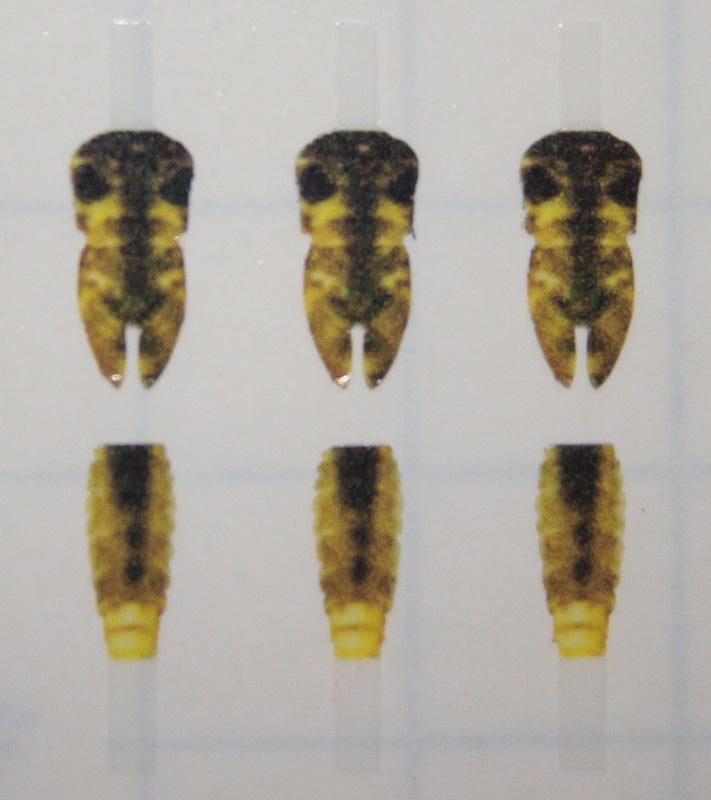 Realistic Mayfly Nymph Buds & Back